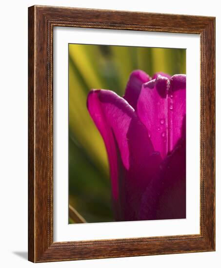 Tulip at Sarah P. Duke Gardens in Durham, North Carolina-Melissa Southern-Framed Photographic Print