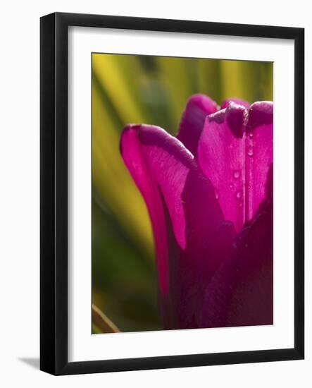 Tulip at Sarah P. Duke Gardens in Durham, North Carolina-Melissa Southern-Framed Photographic Print