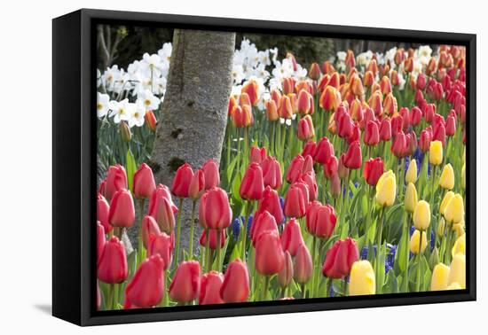 Tulip Bed I-Dana Styber-Framed Premier Image Canvas