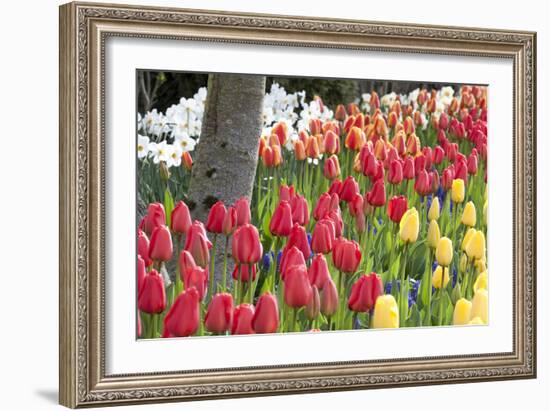 Tulip Bed I-Dana Styber-Framed Photographic Print