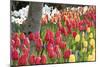 Tulip Bed I-Dana Styber-Mounted Photographic Print