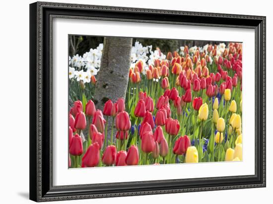 Tulip Bed I-Dana Styber-Framed Photographic Print