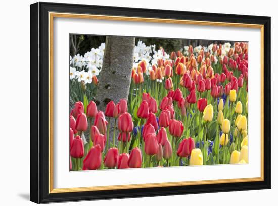 Tulip Bed I-Dana Styber-Framed Photographic Print