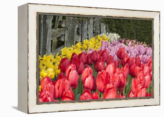 Tulip Bed II-Dana Styber-Framed Premier Image Canvas