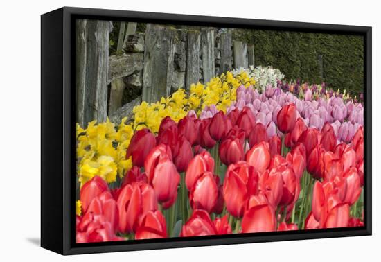 Tulip Bed II-Dana Styber-Framed Premier Image Canvas