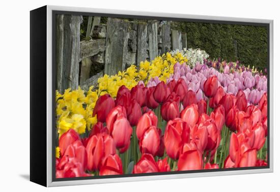 Tulip Bed II-Dana Styber-Framed Premier Image Canvas