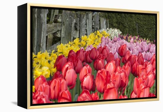 Tulip Bed II-Dana Styber-Framed Premier Image Canvas