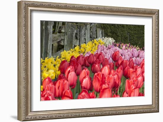 Tulip Bed II-Dana Styber-Framed Photographic Print