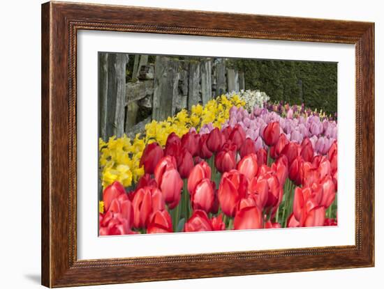 Tulip Bed II-Dana Styber-Framed Photographic Print