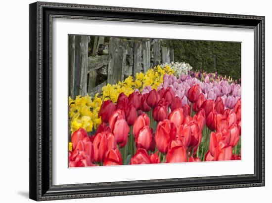 Tulip Bed II-Dana Styber-Framed Photographic Print