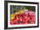 Tulip Bed II-Dana Styber-Framed Photographic Print