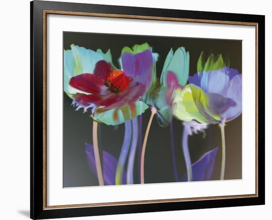 Tulip Blaze-Katja Marzahn-Framed Giclee Print