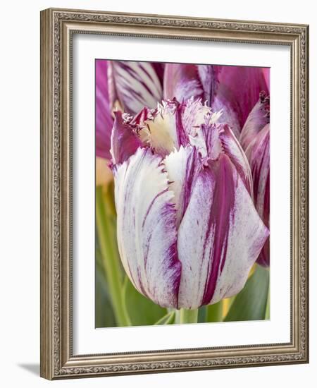 Tulip bloom, Wooden Shoe tulip farm, Woodburn, Oregon.-William Sutton-Framed Photographic Print