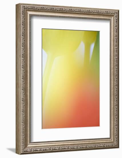 Tulip, Blossom, Close-Up-Andreas Keil-Framed Photographic Print