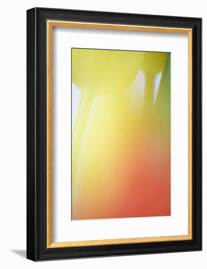 Tulip, Blossom, Close-Up-Andreas Keil-Framed Photographic Print