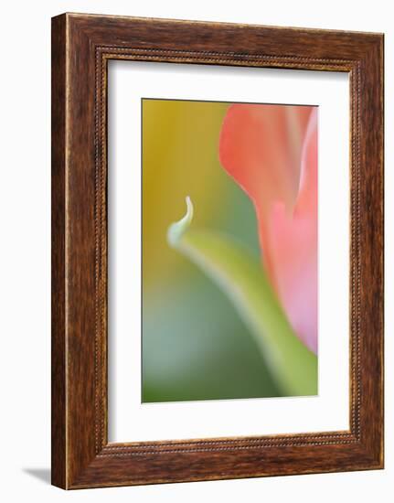 Tulip, Blossom, Close-Up-Andreas Keil-Framed Photographic Print