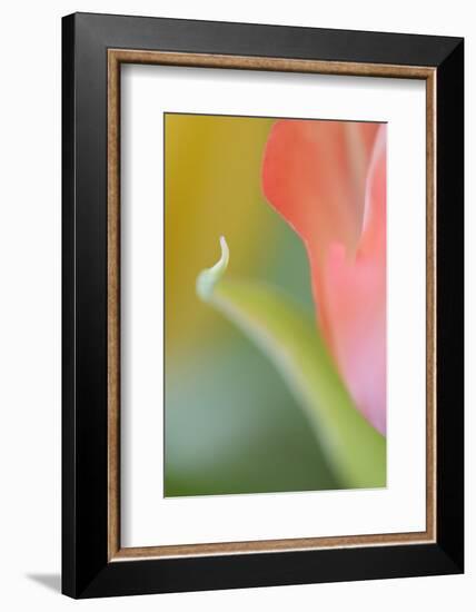 Tulip, Blossom, Close-Up-Andreas Keil-Framed Photographic Print