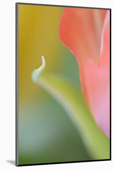 Tulip, Blossom, Close-Up-Andreas Keil-Mounted Photographic Print