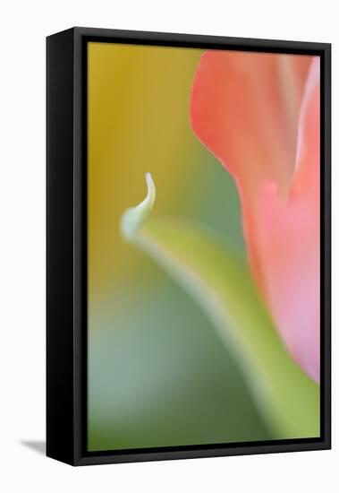 Tulip, Blossom, Close-Up-Andreas Keil-Framed Premier Image Canvas