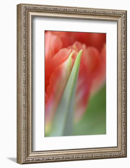 Tulip, Blossom, Close-Up-Andreas Keil-Framed Photographic Print