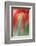 Tulip, Blossom, Close-Up-Andreas Keil-Framed Photographic Print