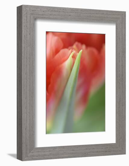 Tulip, Blossom, Close-Up-Andreas Keil-Framed Photographic Print