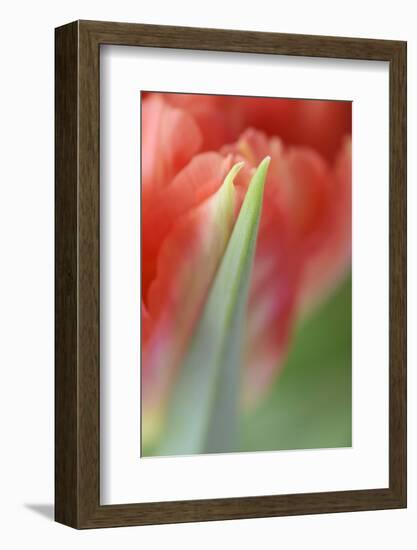 Tulip, Blossom, Close-Up-Andreas Keil-Framed Photographic Print