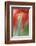 Tulip, Blossom, Close-Up-Andreas Keil-Framed Photographic Print