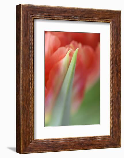 Tulip, Blossom, Close-Up-Andreas Keil-Framed Photographic Print