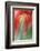 Tulip, Blossom, Close-Up-Andreas Keil-Framed Photographic Print