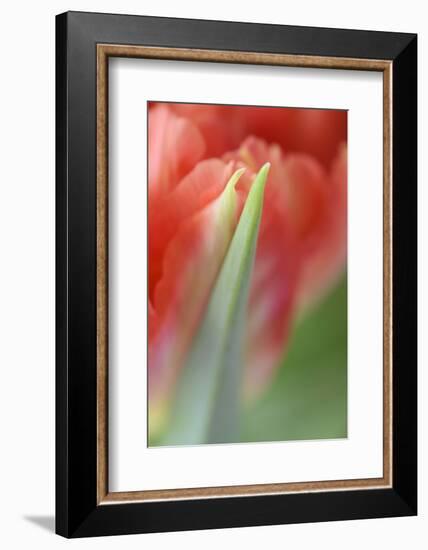 Tulip, Blossom, Close-Up-Andreas Keil-Framed Photographic Print