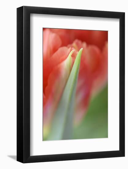 Tulip, Blossom, Close-Up-Andreas Keil-Framed Photographic Print