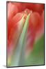 Tulip, Blossom, Close-Up-Andreas Keil-Mounted Photographic Print