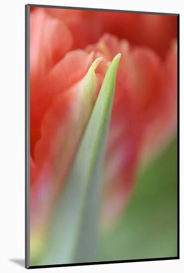 Tulip, Blossom, Close-Up-Andreas Keil-Mounted Photographic Print