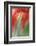 Tulip, Blossom, Close-Up-Andreas Keil-Framed Photographic Print