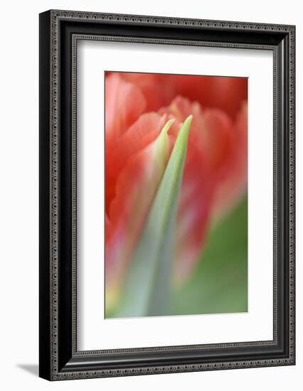 Tulip, Blossom, Close-Up-Andreas Keil-Framed Photographic Print