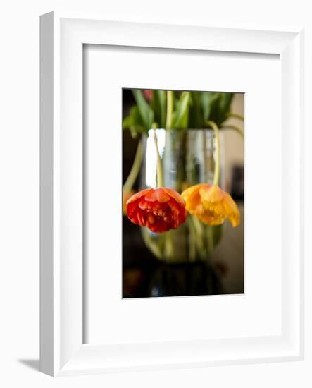Tulip blossoms on black table-Christine Meder stage-art.de-Framed Photographic Print