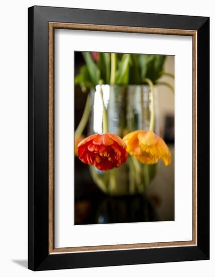 Tulip blossoms on black table-Christine Meder stage-art.de-Framed Photographic Print