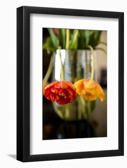 Tulip blossoms on black table-Christine Meder stage-art.de-Framed Photographic Print