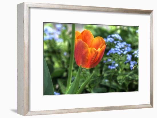 Tulip Blue Background-Robert Goldwitz-Framed Photographic Print