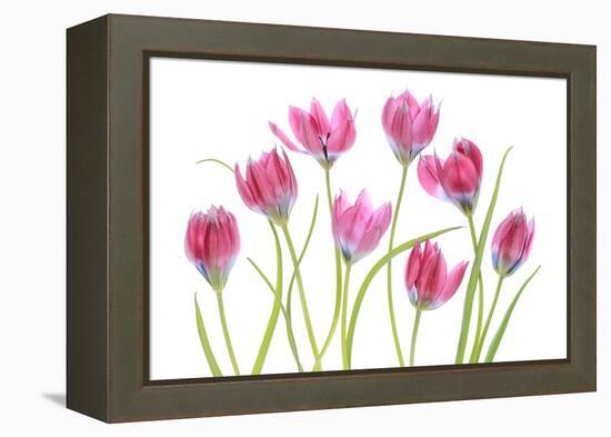 Tulip blush-Mandy Disher-Framed Premier Image Canvas