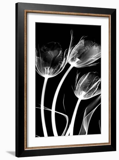 Tulip Bones 1-Albert Koetsier-Framed Art Print