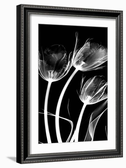 Tulip Bones 1-Albert Koetsier-Framed Art Print