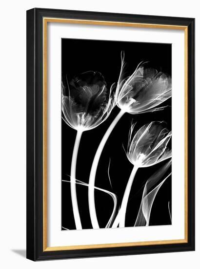 Tulip Bones 1-Albert Koetsier-Framed Art Print