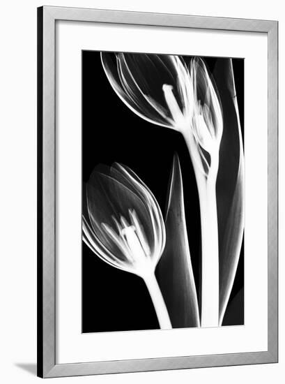 Tulip Bones 2-Albert Koetsier-Framed Premium Giclee Print