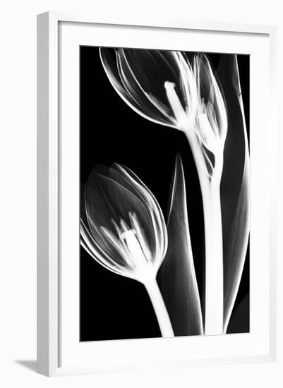 Tulip Bones 2-Albert Koetsier-Framed Premium Giclee Print