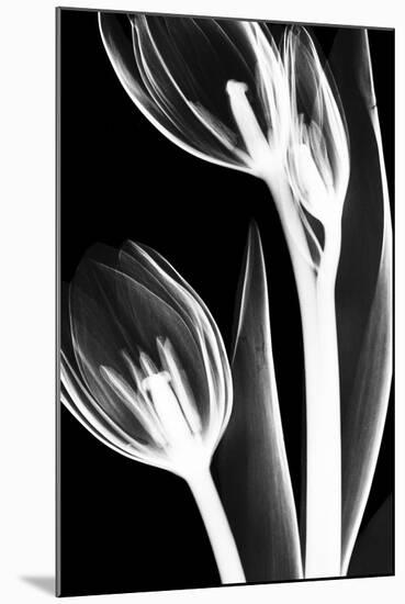 Tulip Bones 2-Albert Koetsier-Mounted Premium Giclee Print