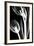 Tulip Bones 2-Albert Koetsier-Framed Premium Giclee Print