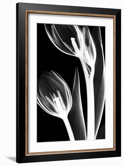 Tulip Bones 2-Albert Koetsier-Framed Art Print