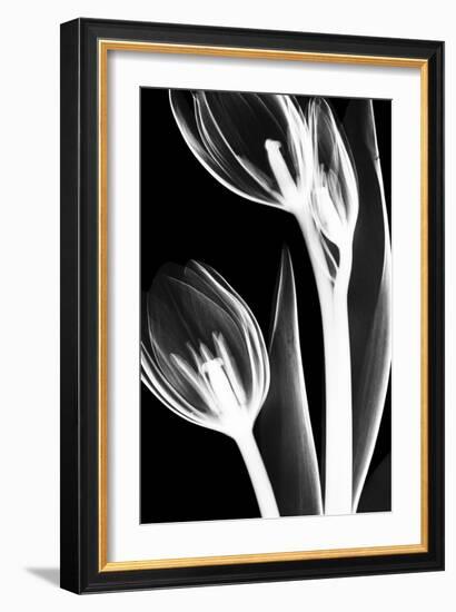 Tulip Bones 2-Albert Koetsier-Framed Art Print